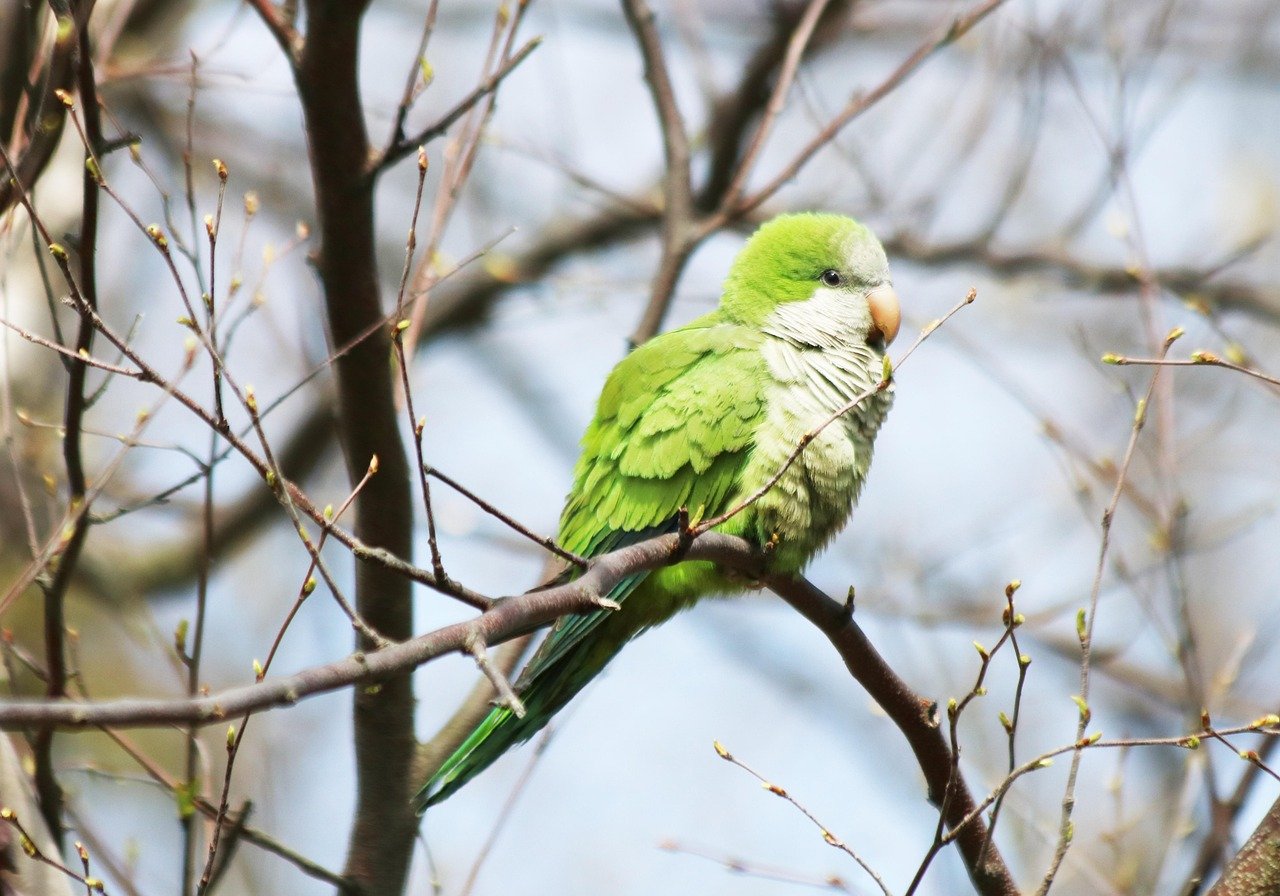 Quaker Parrots: The Social Architects (image credits: pixabay)