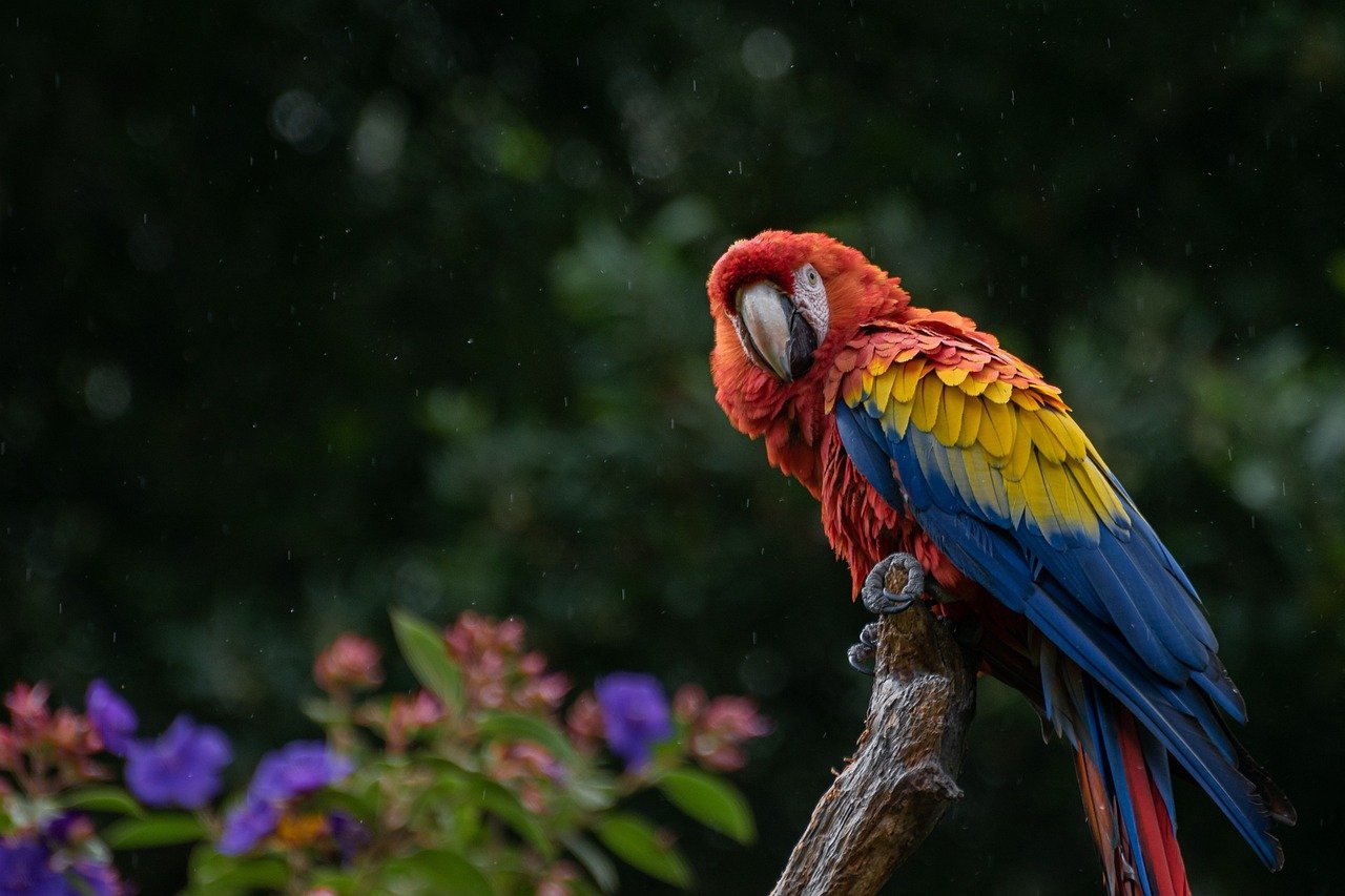 Macaw: The Affectionate Entertainers (image credits: pixabay)