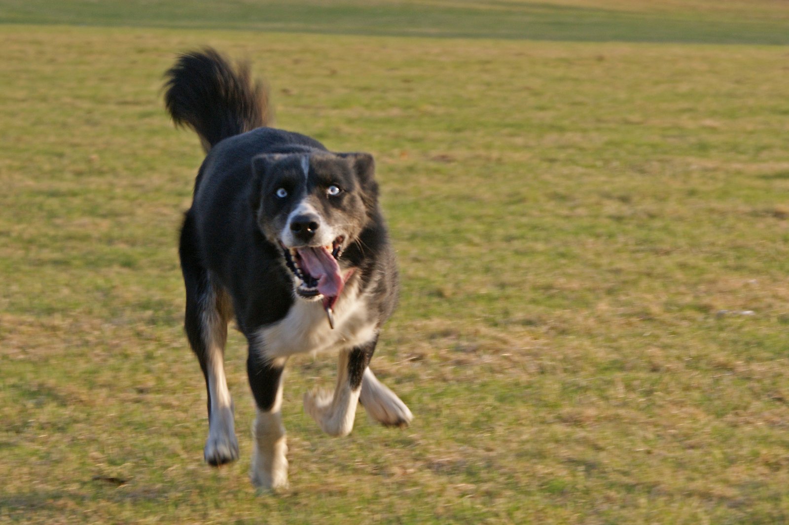 Understanding Your Dog’s Joyful Language (image credits: wikimedia)
