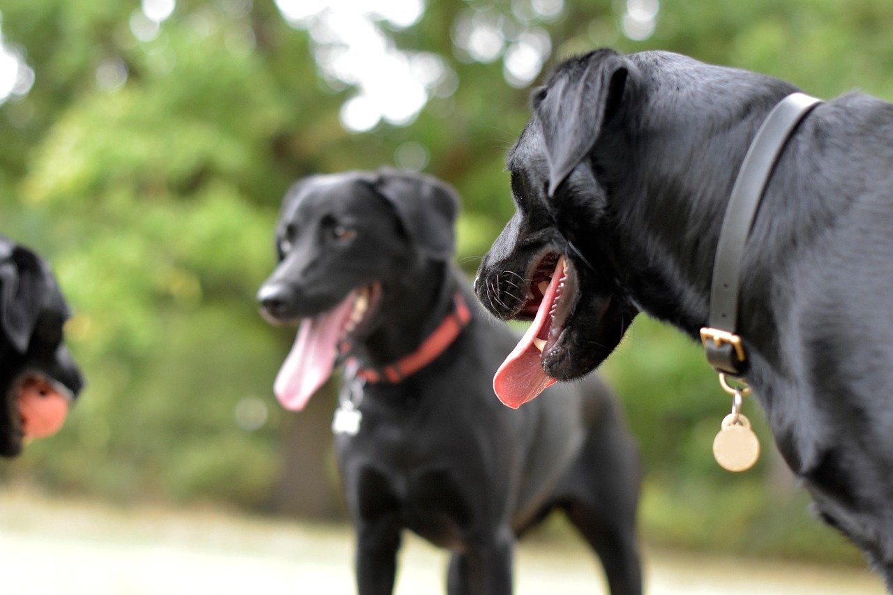 Encouraging Socialization With Other Dogs (image credits: pixabay)