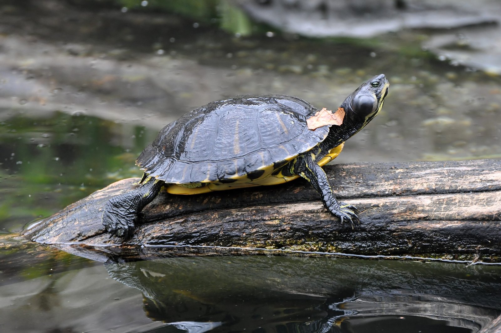 Setting Up the Perfect Habitat (image credits: wikimedia)