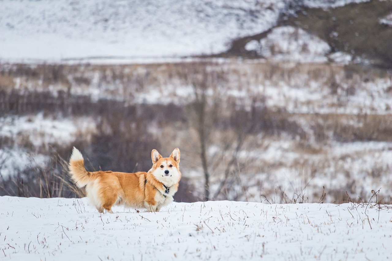 Loyal Corgi (image credits: pixabay)