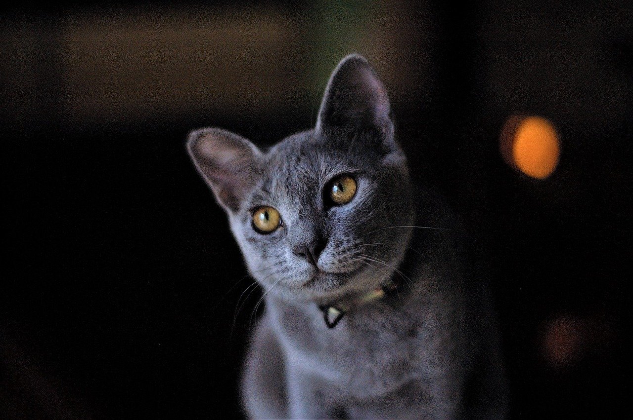 The Enigmatic History of the Russian Blue (image credits: pixabay)