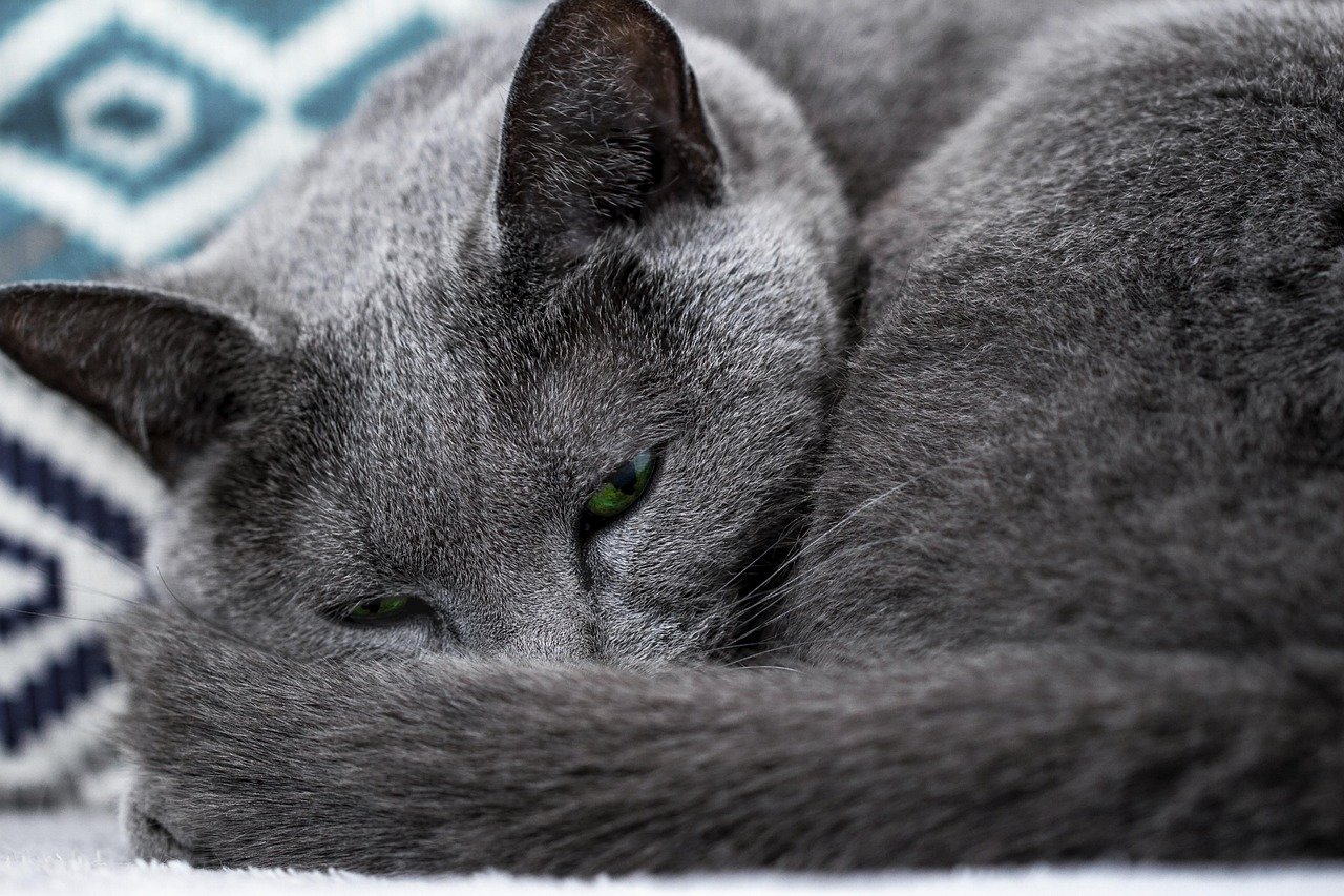 Creating the Perfect Environment for a Russian Blue (image credits: pixabay)