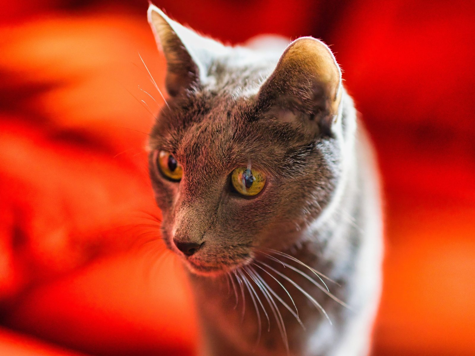 Socializing Your Russian Blue: Building Trust (image credits: wikimedia)