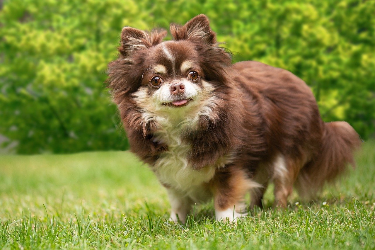 Chihuahua: The Tiny Titan (image credits: pixabay)
