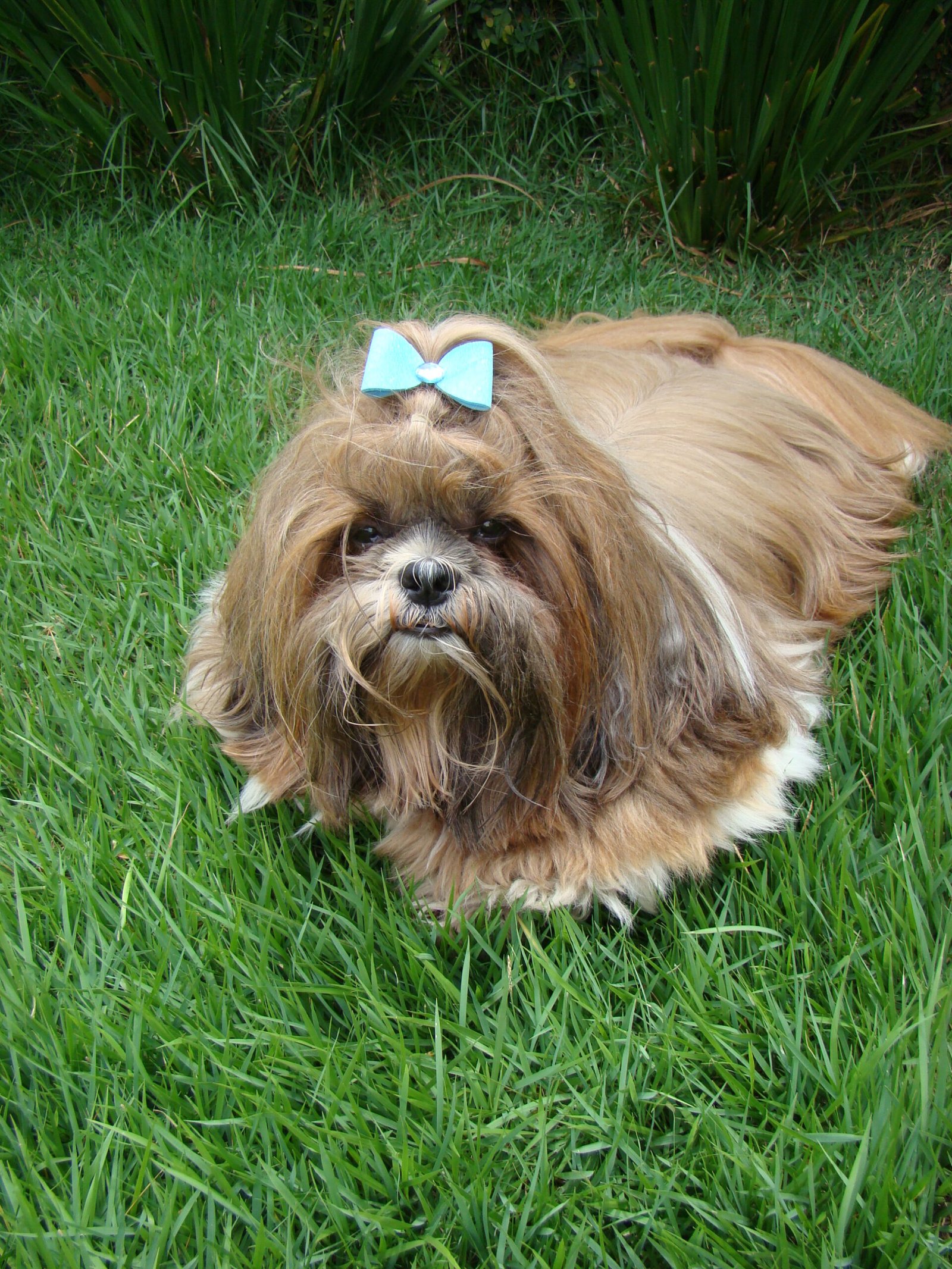 Shih Tzu: The Little Lion (image credits: wikimedia)