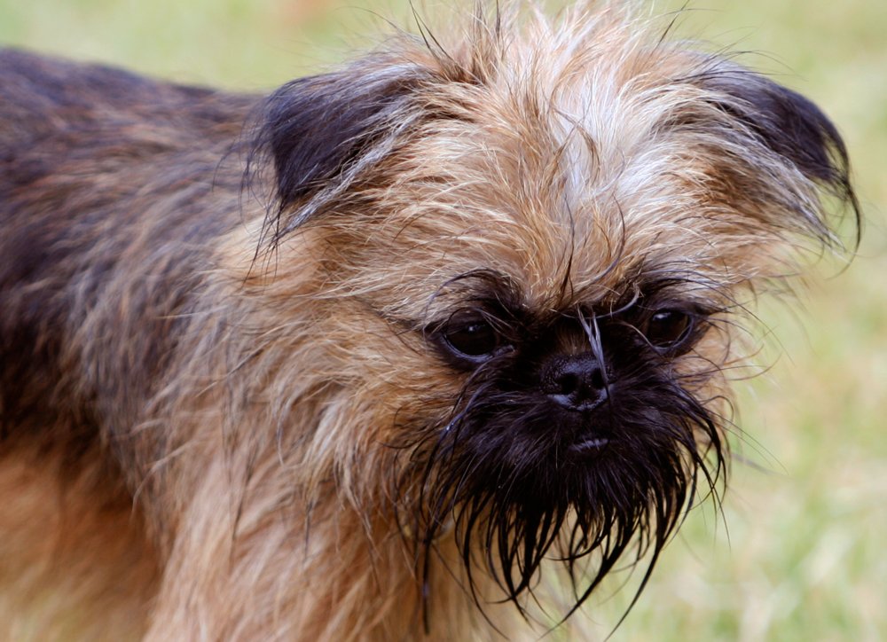Brussels Griffon: The Bearded Charmer (image credits: wikimedia)