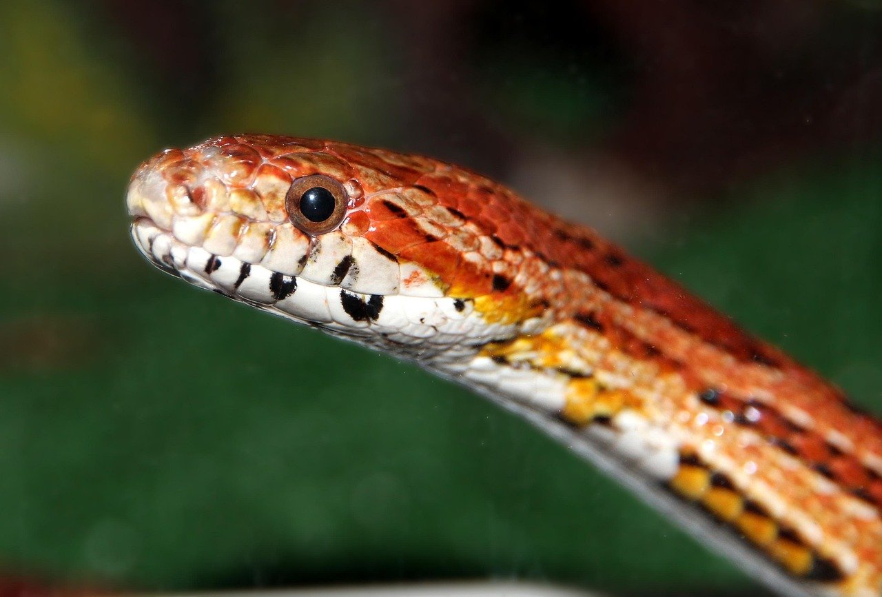 Understanding Your Corn Snake's Behavior (image credits: pixabay)