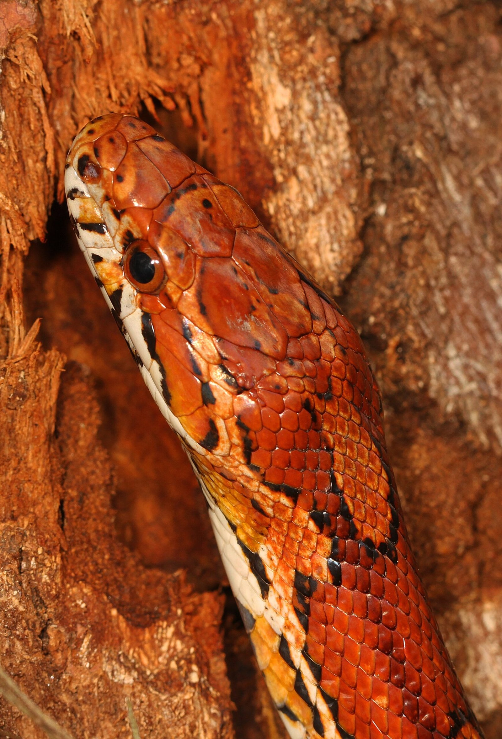 Feeding as a Bonding Opportunity (image credits: wikimedia)