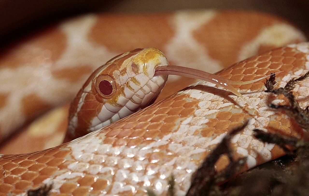 8 Ways to Bond With a Corn Snake