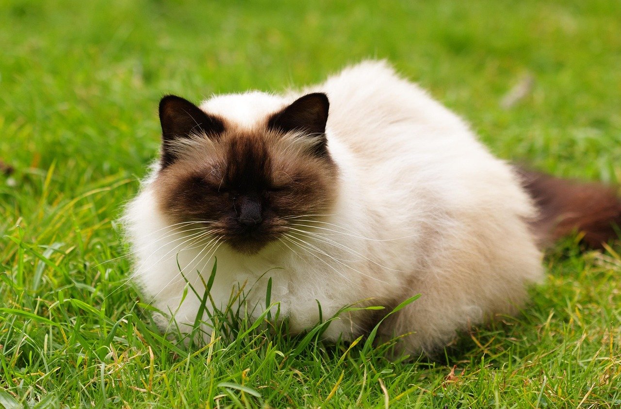 The Origins of the Himalayan Cat (image credits: pixabay)