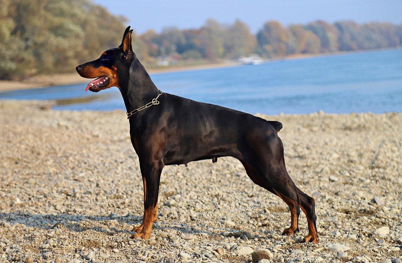 The Energetic Nature of Dobermans (image credits: pixabay)