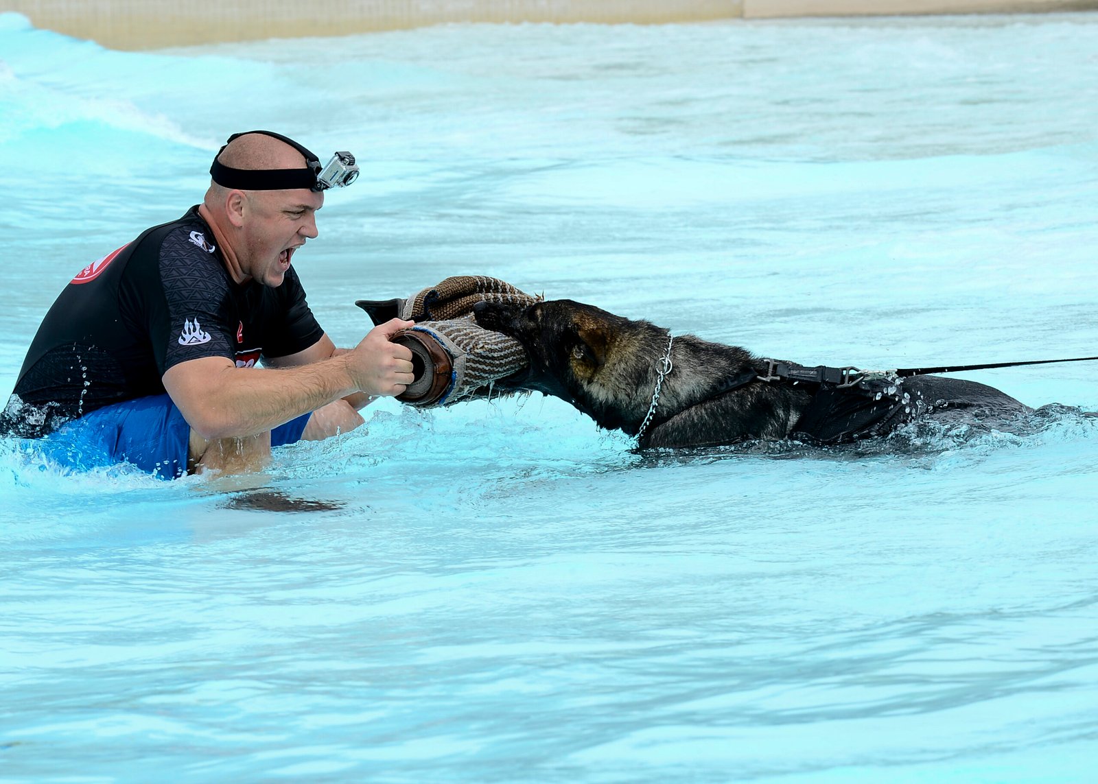 Unusual Aggression During Playtime (image credits: wikimedia)