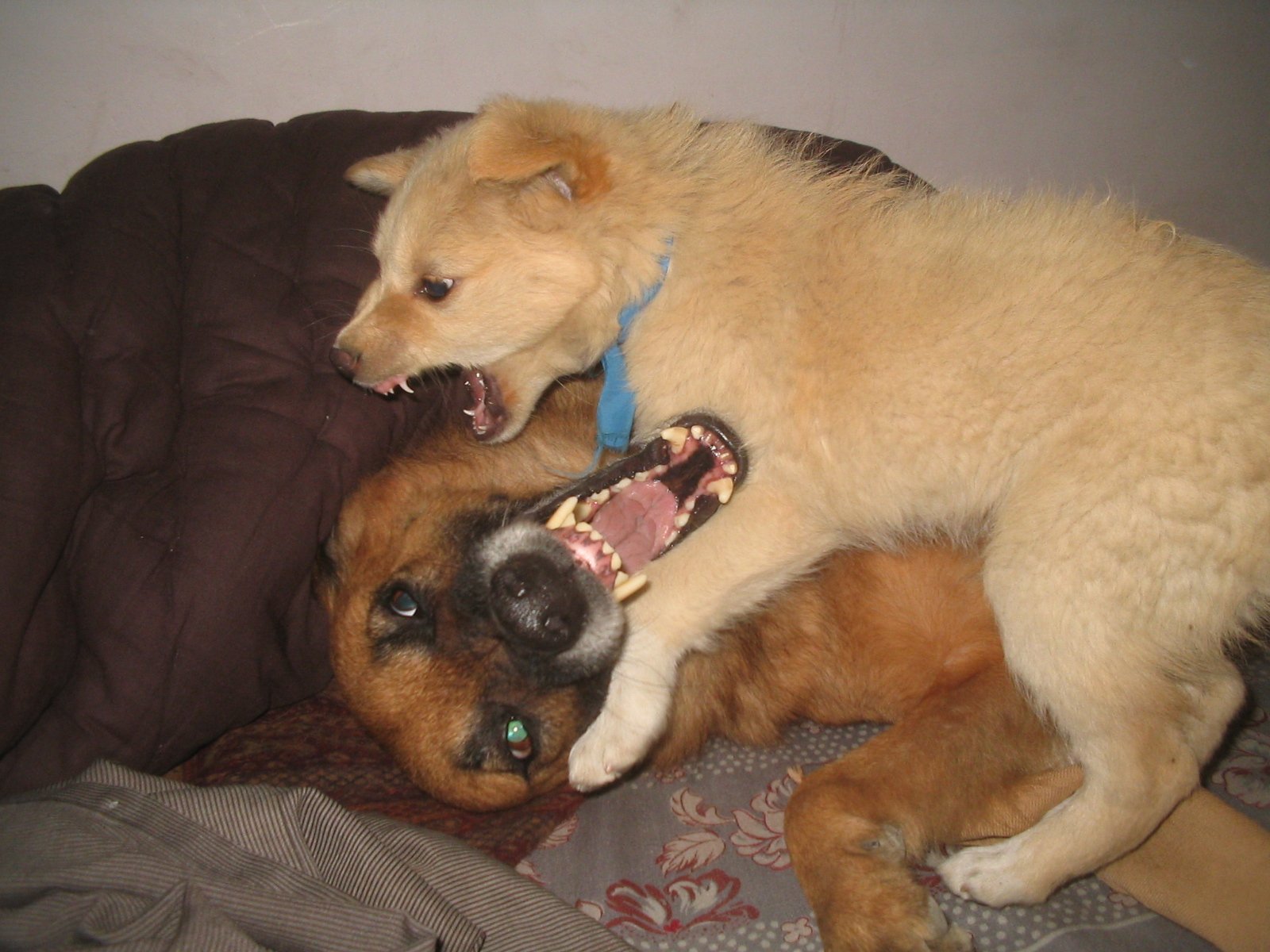 Unpredictable Reactions to Touch (image credits: wikimedia)