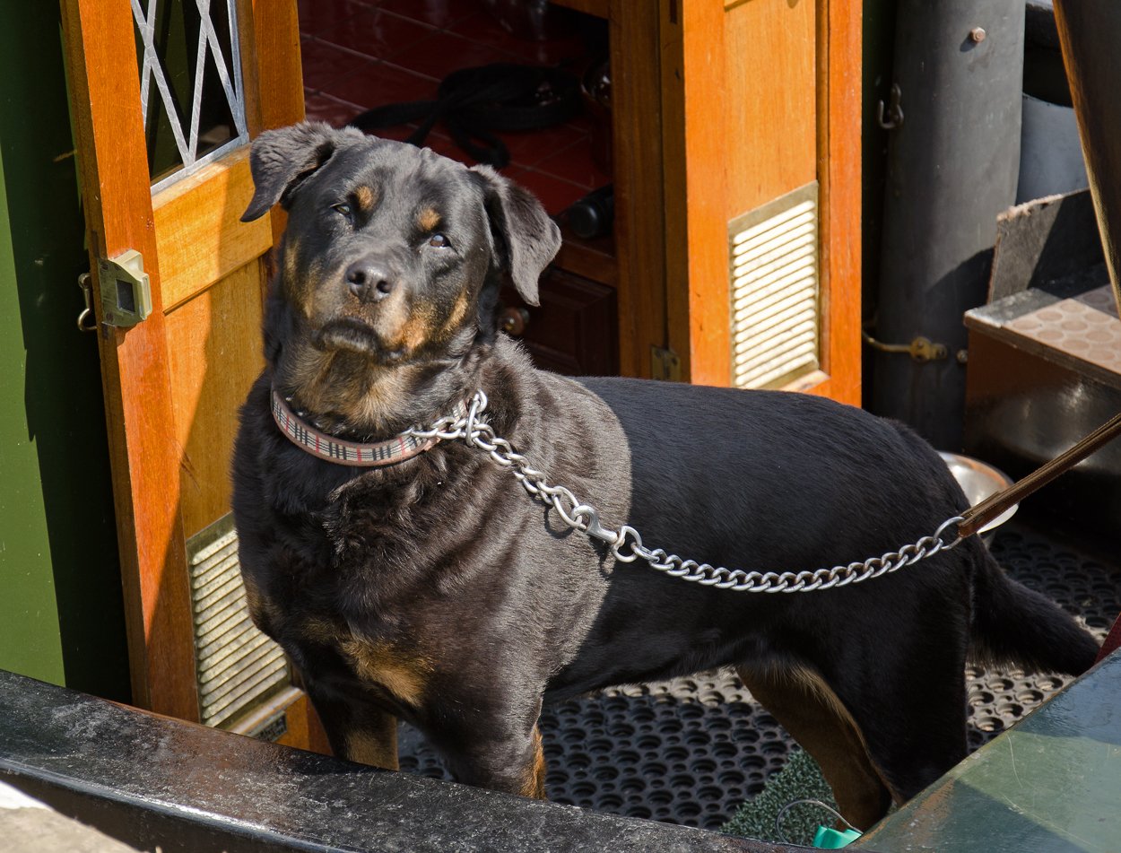 8 Subtle Signs Your Dog Could Turn Dangerous