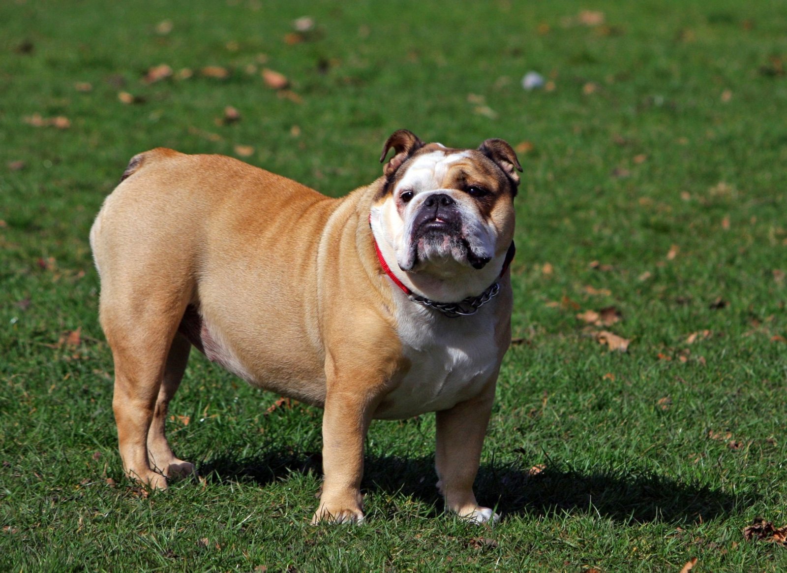 Bulldog: The Calm Protector (image credits: wikimedia)