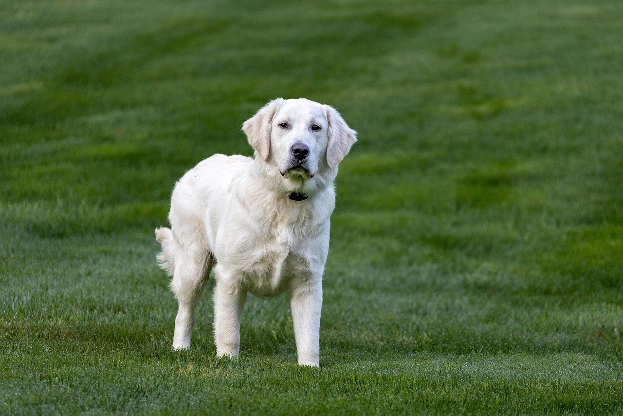 Golden Retriever: The Gentle Genius (image credits: pixabay)