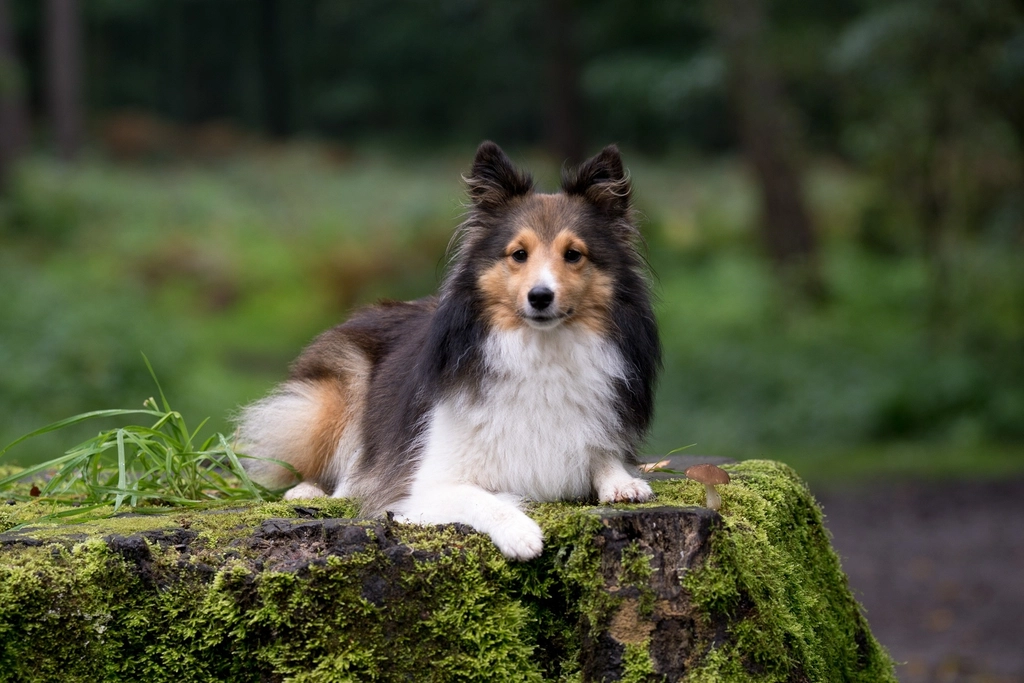 Shetland Sheepdog: The Miniature Marvel (image credits: rawpixel)