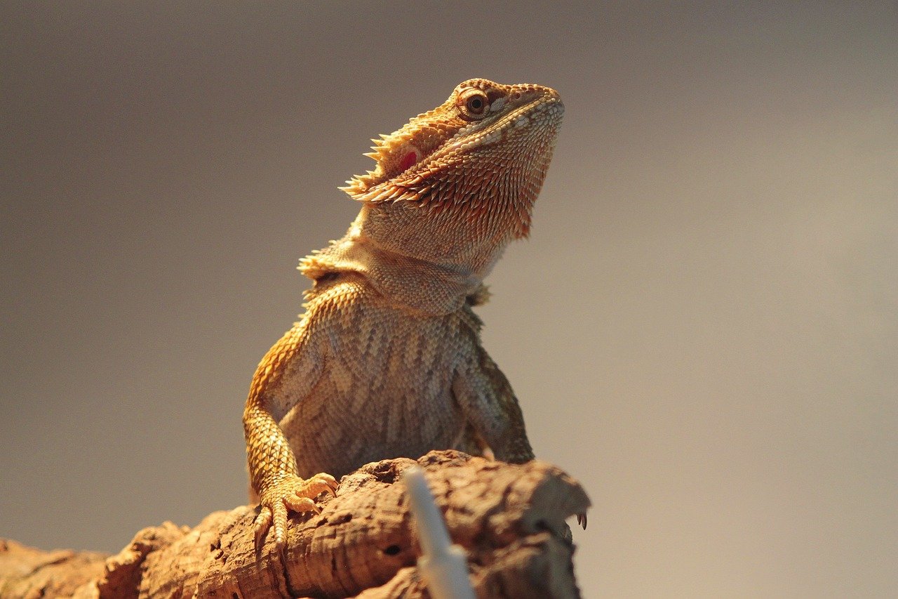 Understanding Your Bearded Dragon's Behavior (image credits: pixabay)