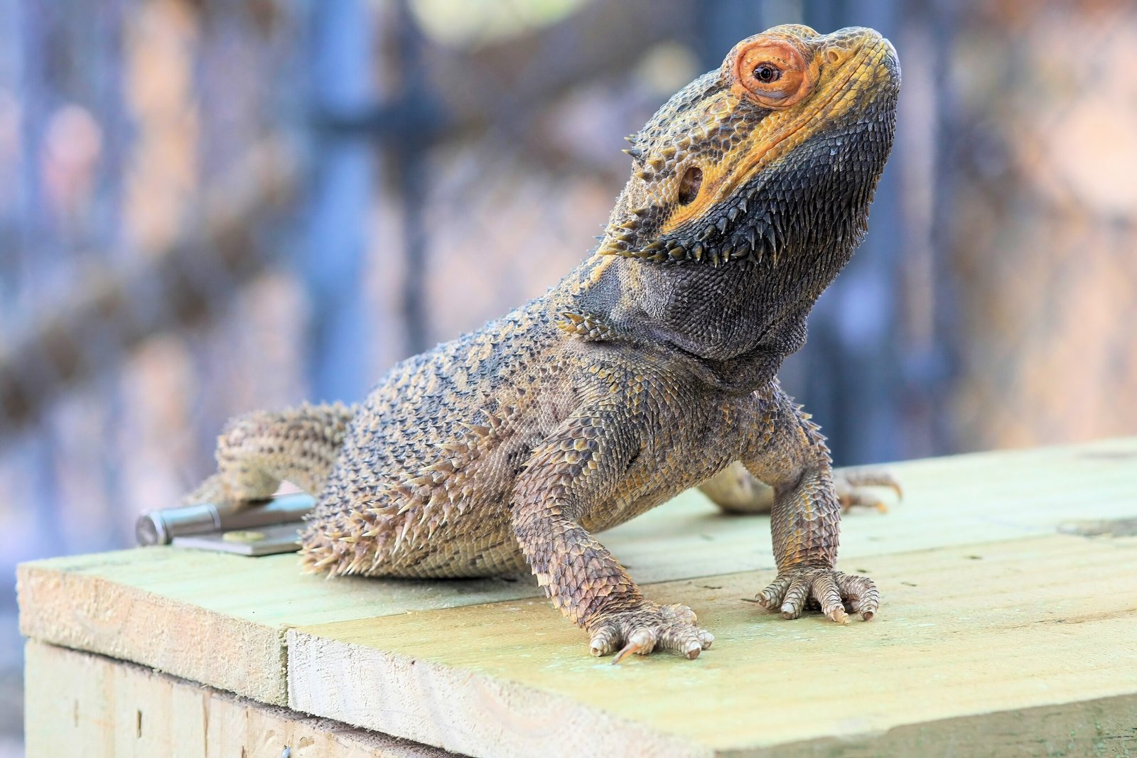 Regular Health Checks and Vet Visits (image credits: wikimedia)