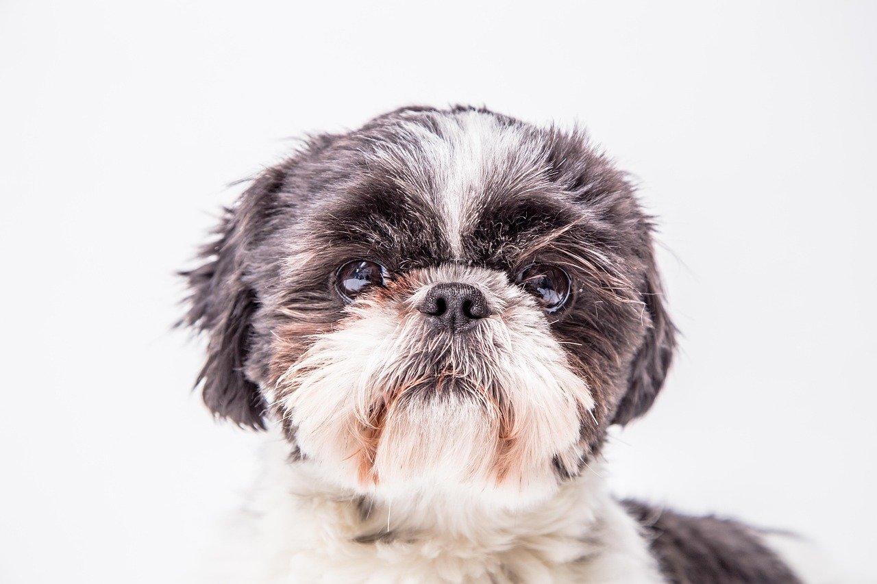 Shih Tzu: The Regal Companion (image credits: pixabay)