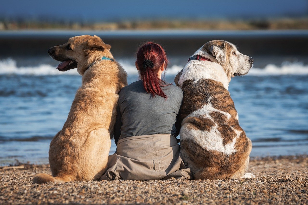 They Lean on You (image credits: pixabay)