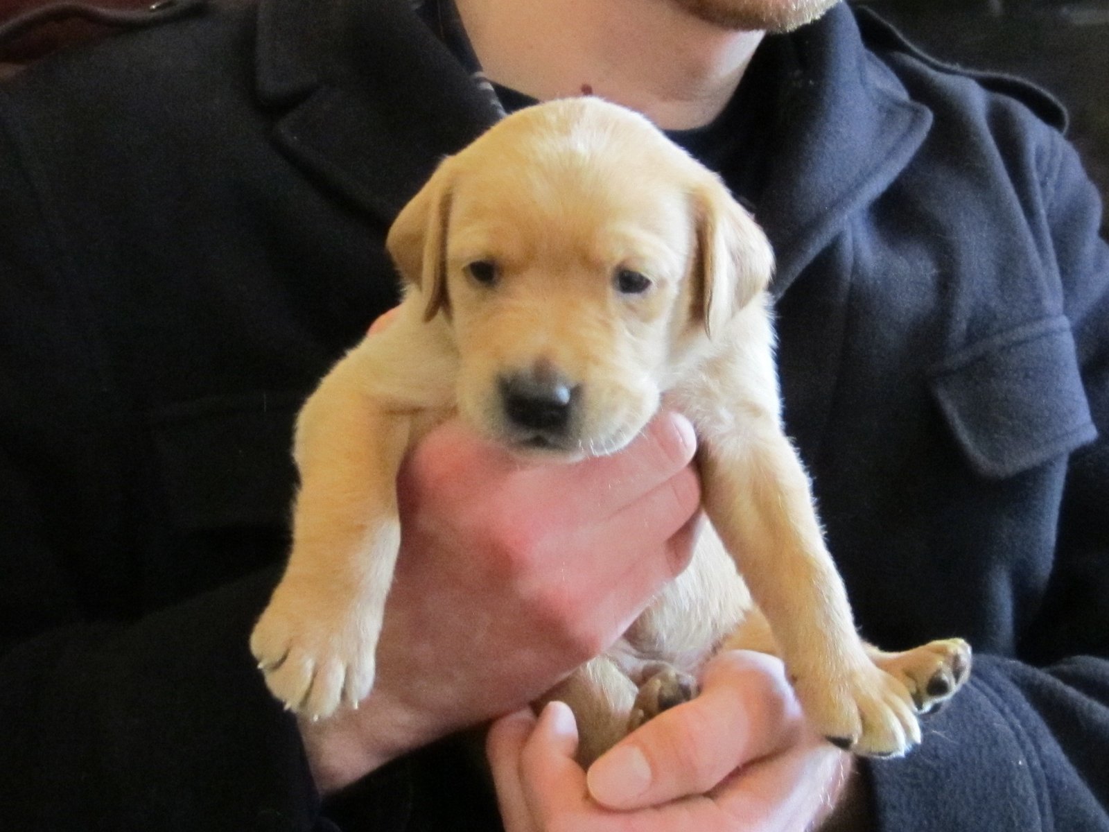 Labrador Retriever: The Friendly Companion (image credits: wikimedia)