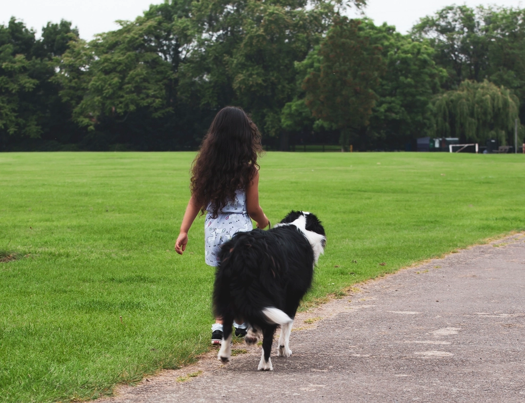 Border Collie: The Energetic Genius (image credits: rawpixel)