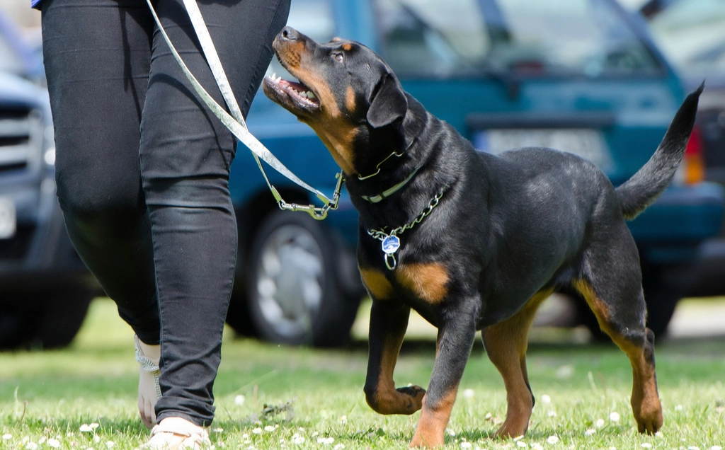 Rottweiler: The Confident Guardian (image credits: rawpixel)