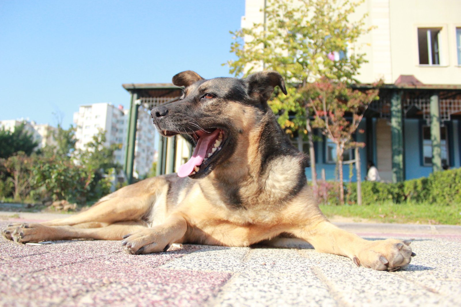 16. Licking Lips or Yawning (image credits: wikimedia)