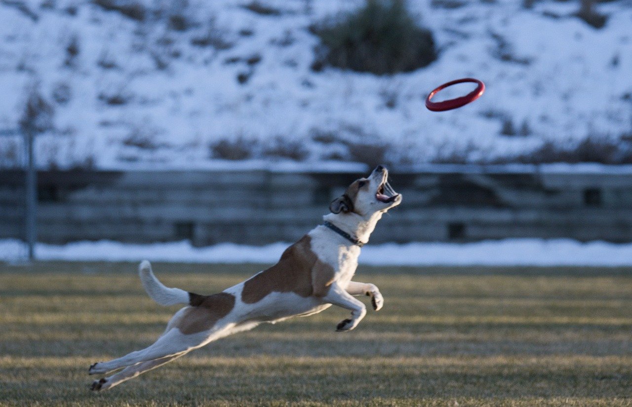 Playing Fetch: The Ultimate Game (image credits: pixabay)