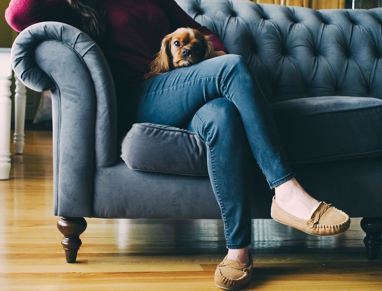 Snuggling on the Couch: The Comfort of Companionship (image credits: pixabay)