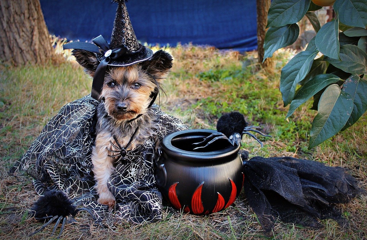 Yorkshire Terrier: The Spirited Companion (image credits: pixabay)