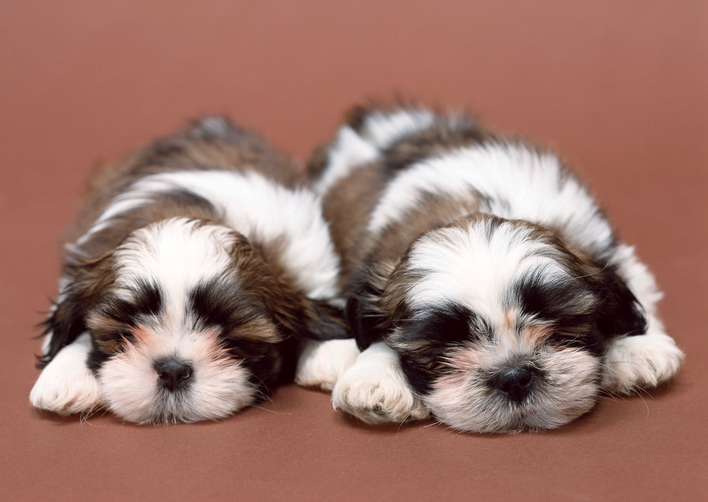 Shih Tzu: The Regal Companion (image credits: rawpixel)