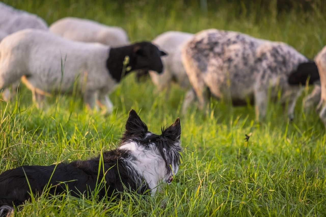 Border Collie: The Energetic Herding Dog (image credits: pixabay)