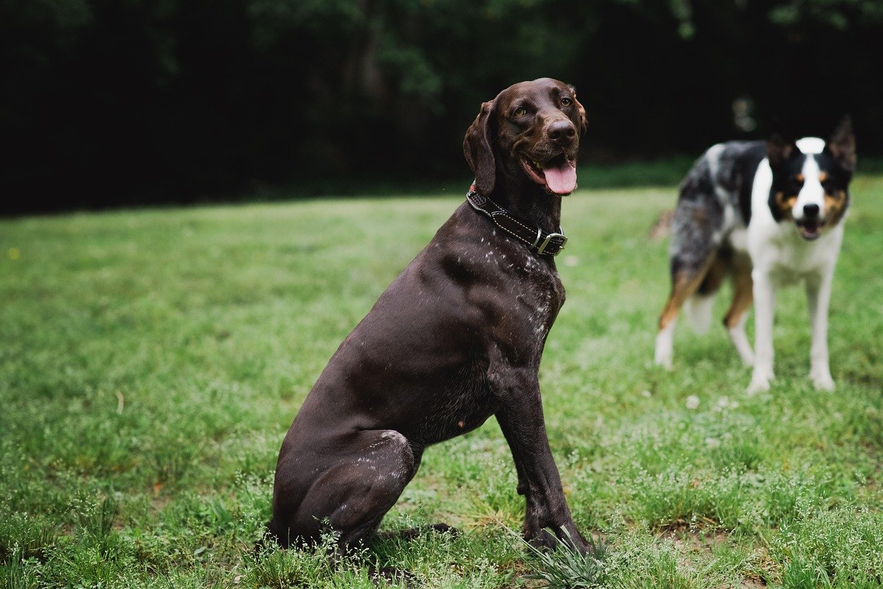 The Active German Shorthaired Pointer (image credits: pixabay)