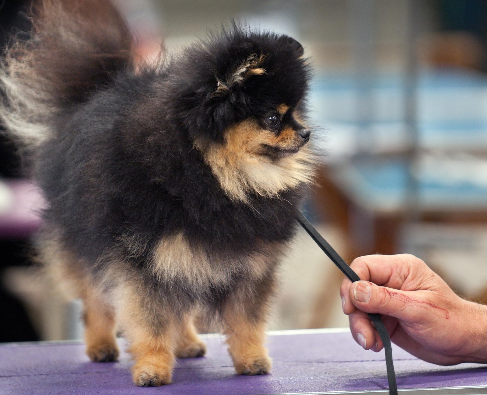 The Fluffy Friend: Pomeranian (image credits: wikimedia)