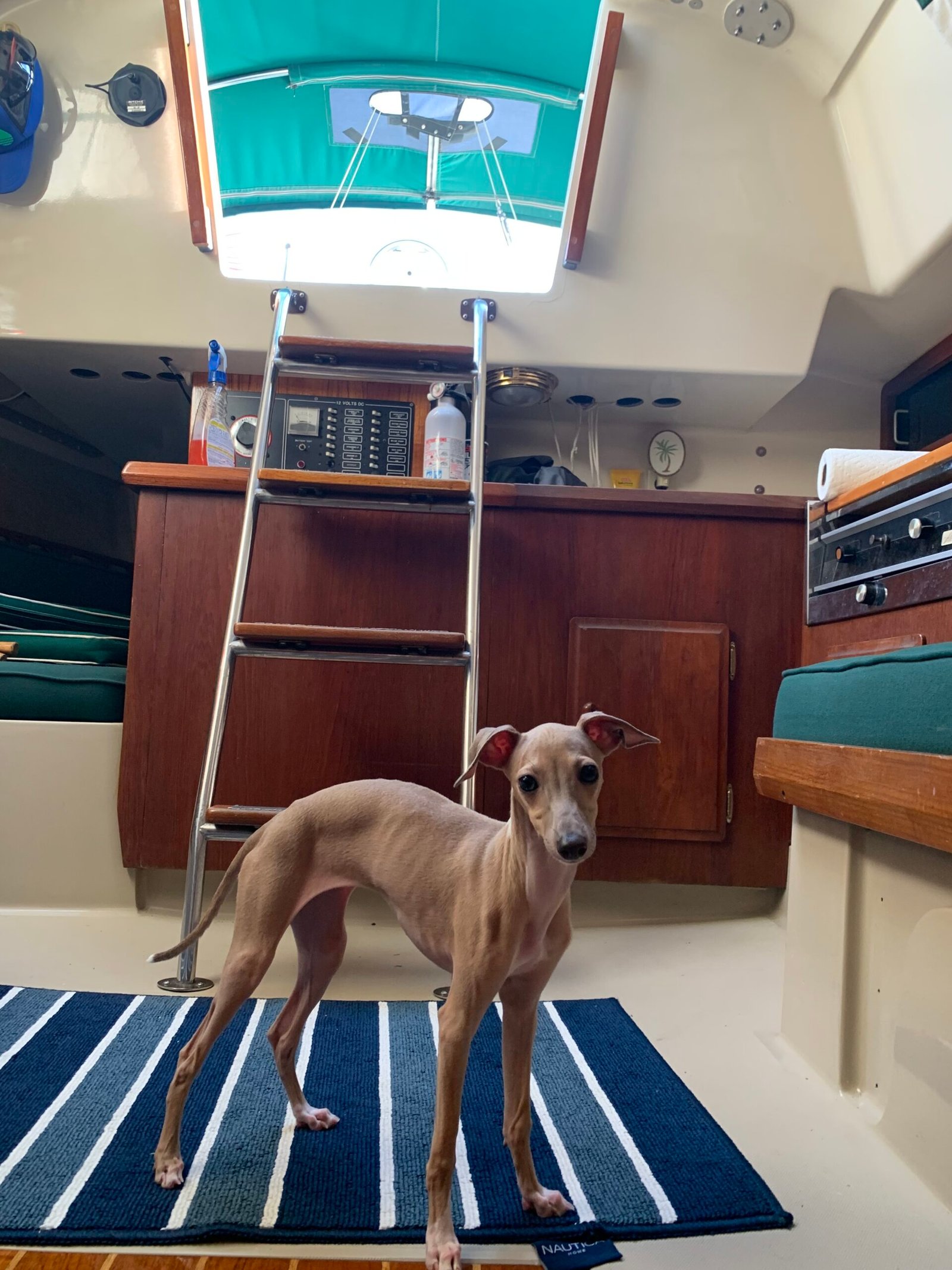 The Elegant Companion: Italian Greyhound (image credits: wikimedia)