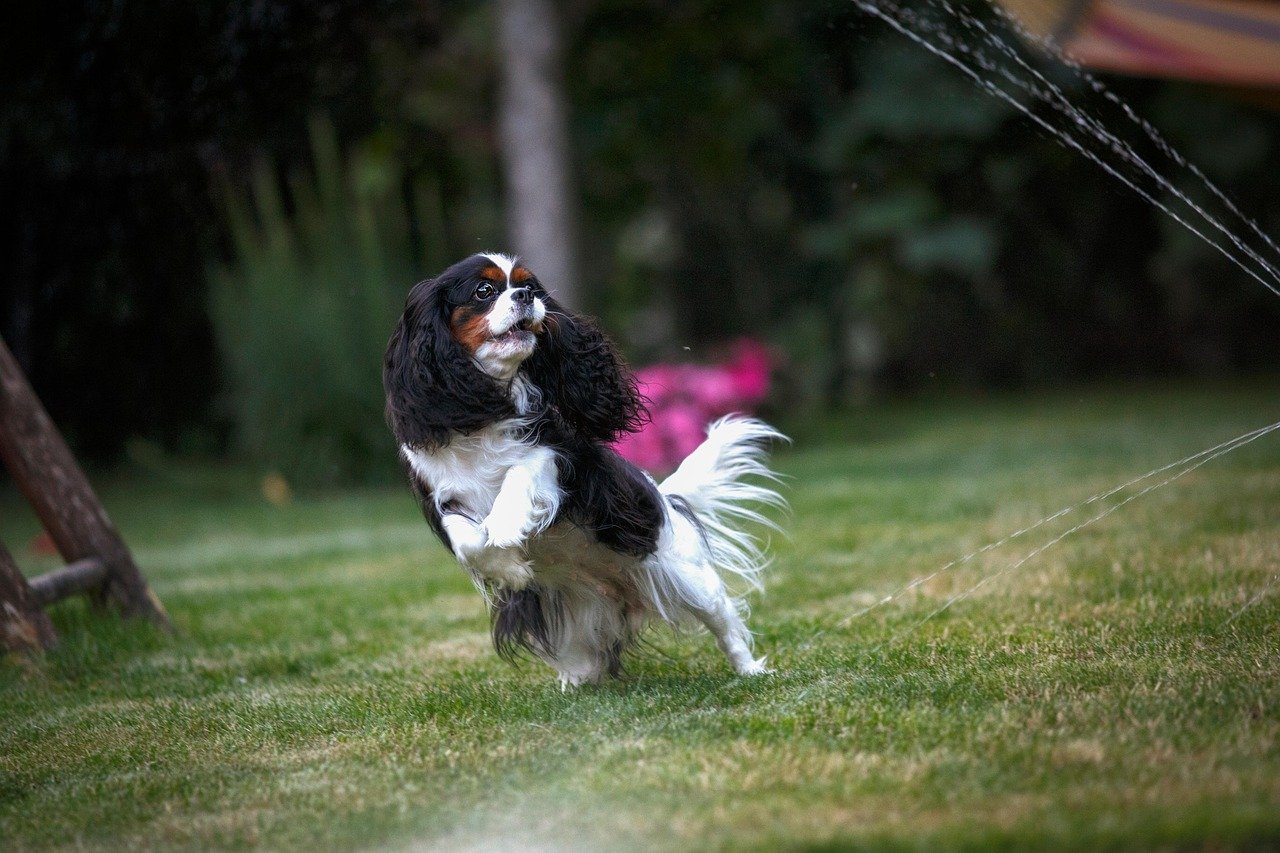 Cavalier King Charles Spaniel: The Affectionate Buddy (image credits: pixabay)