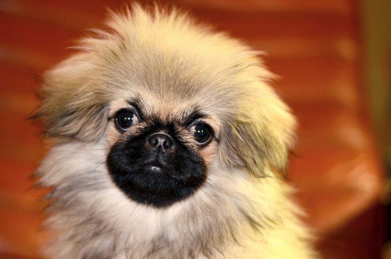 8. The Loving Pekingese (image credits: pixabay)
