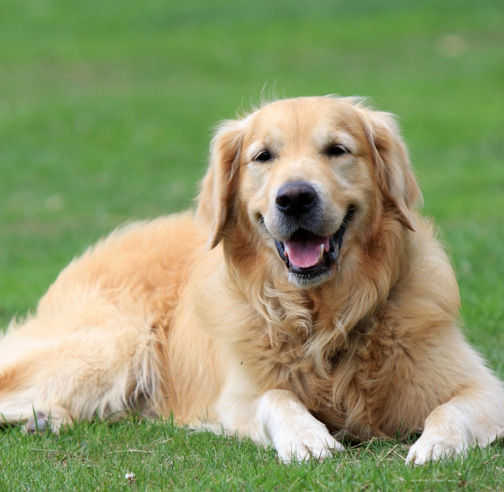The Gentle Tech Admirer: Golden Retrievers (image credits: rawpixel)