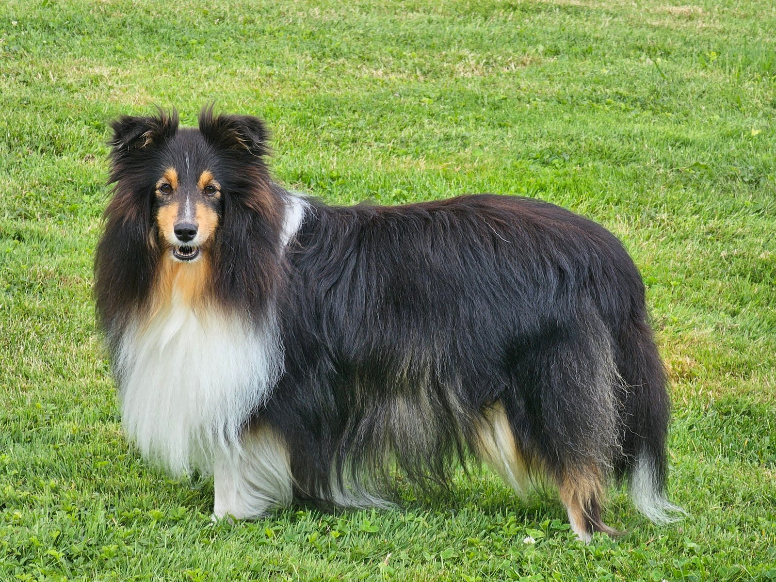 The Intelligent Observer: Shetland Sheepdogs (image credits: wikimedia)