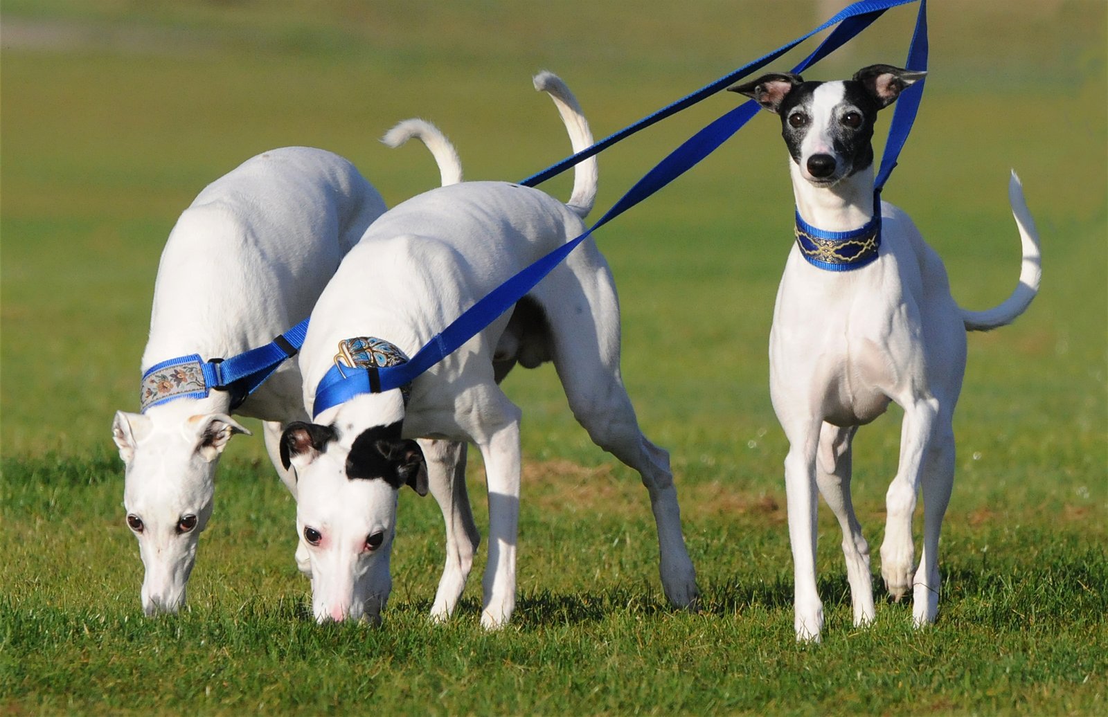 Whippet: The Artist's Muse (image credits: wikimedia)