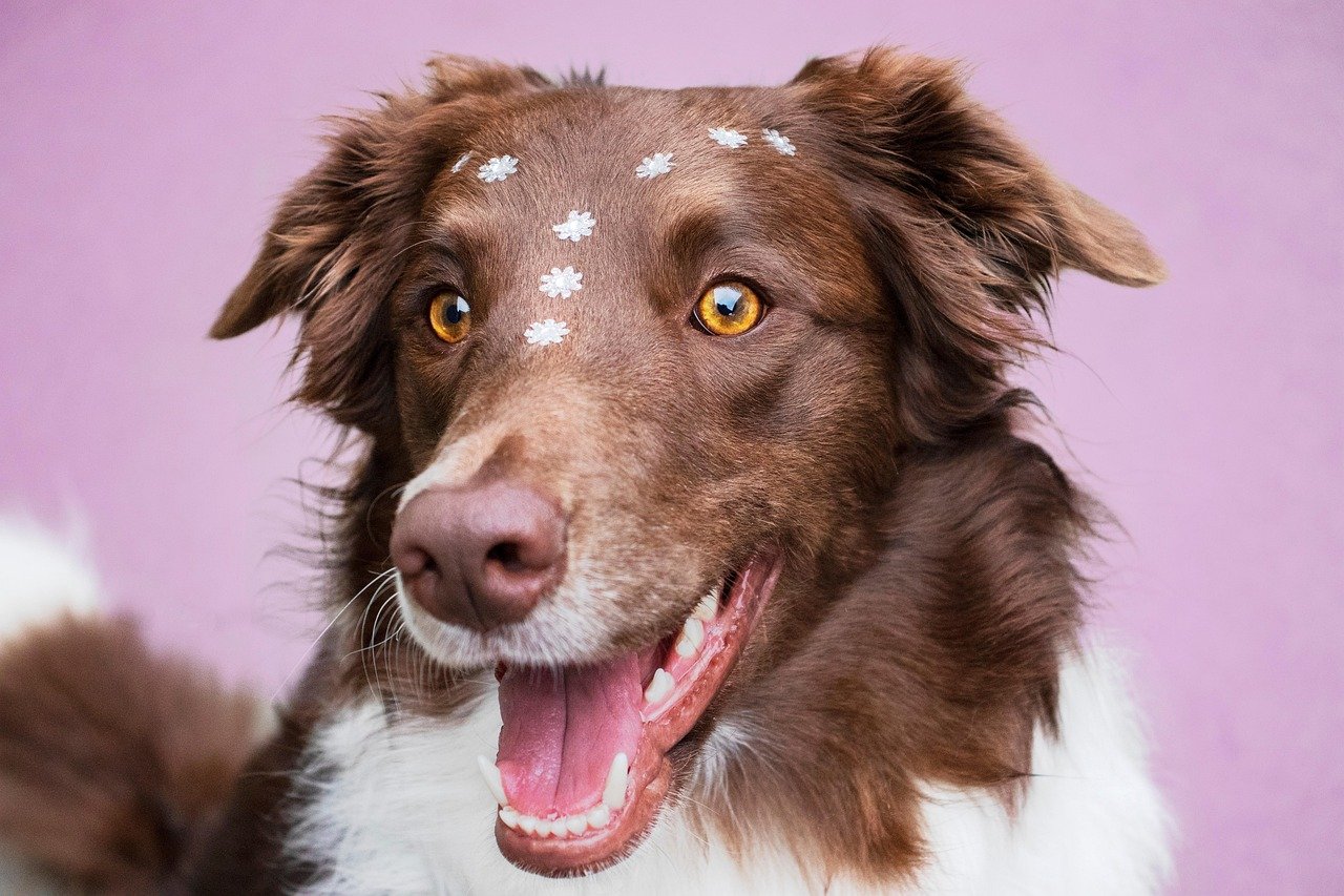 Border Collie: The Creative Genius (image credits: pixabay)