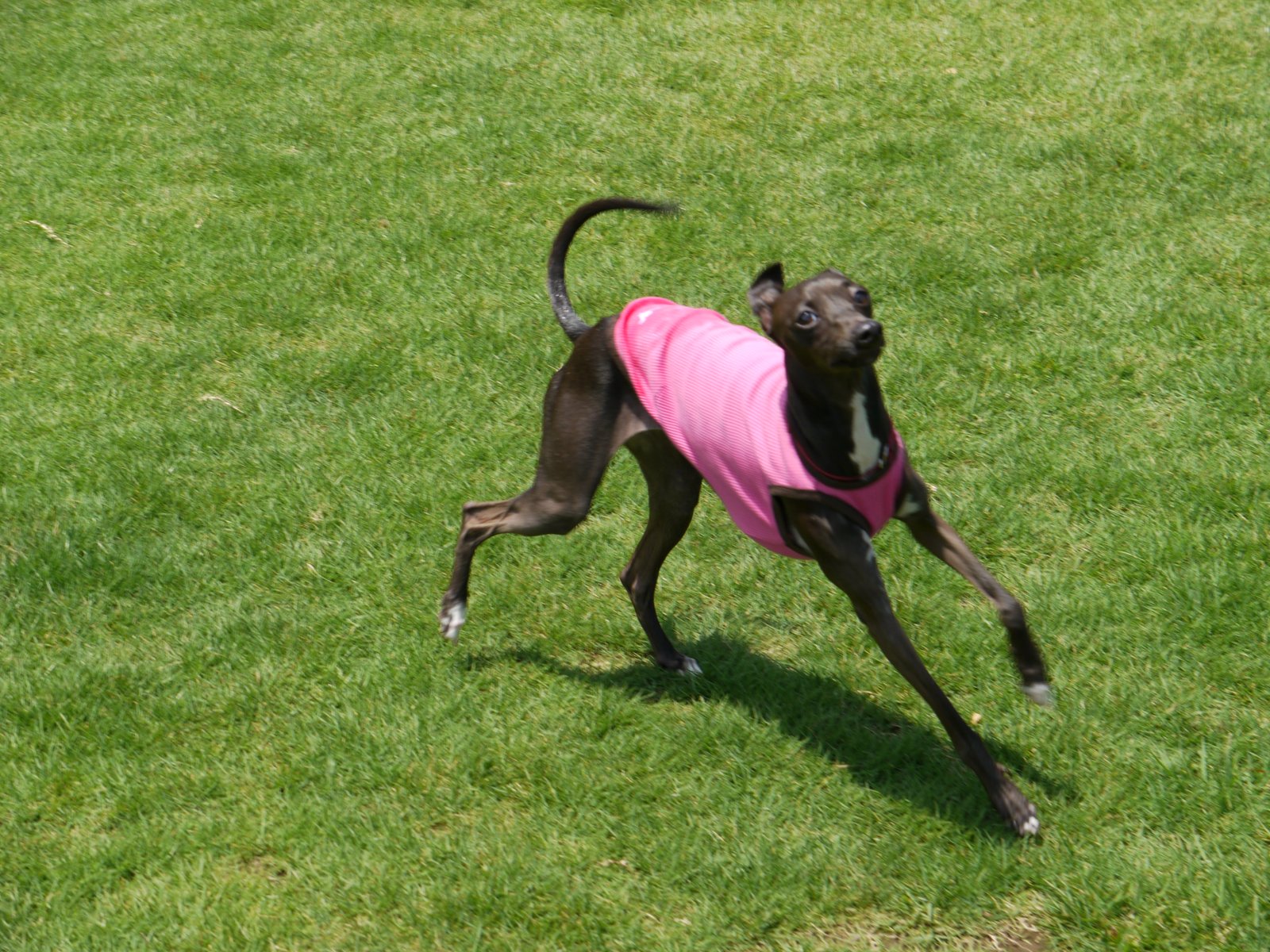 Italian Greyhound: The Minimalist's Dream (image credits: wikimedia)
