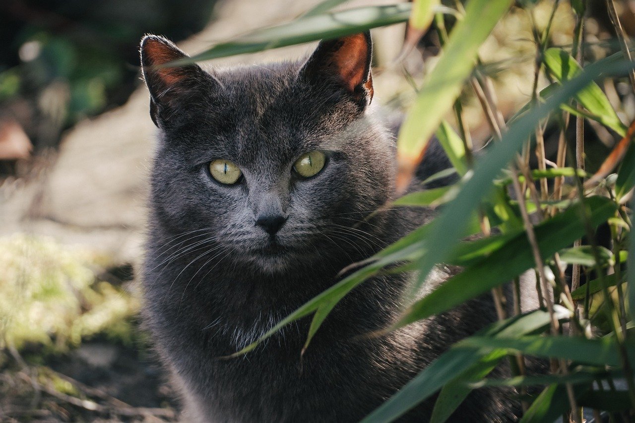 10 Signs Your Cat Might Be Plotting to Run Away