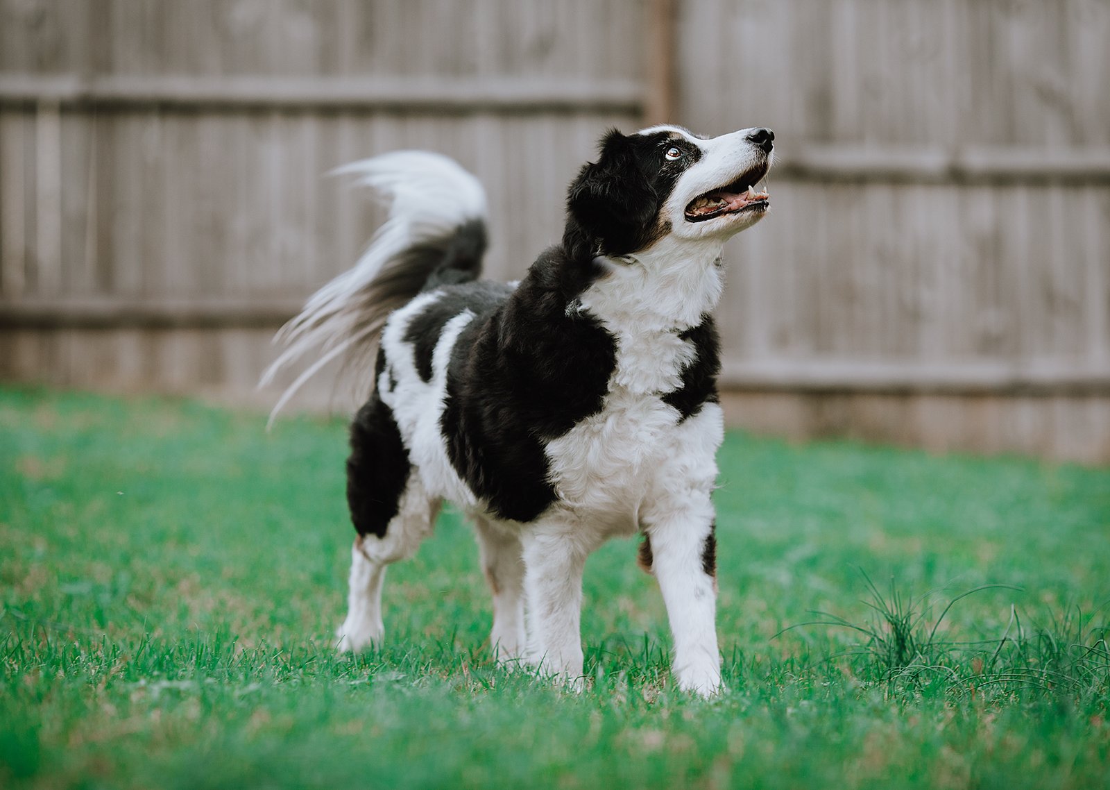 Exploring Breed-Specific Needs (image credits: wikimedia)