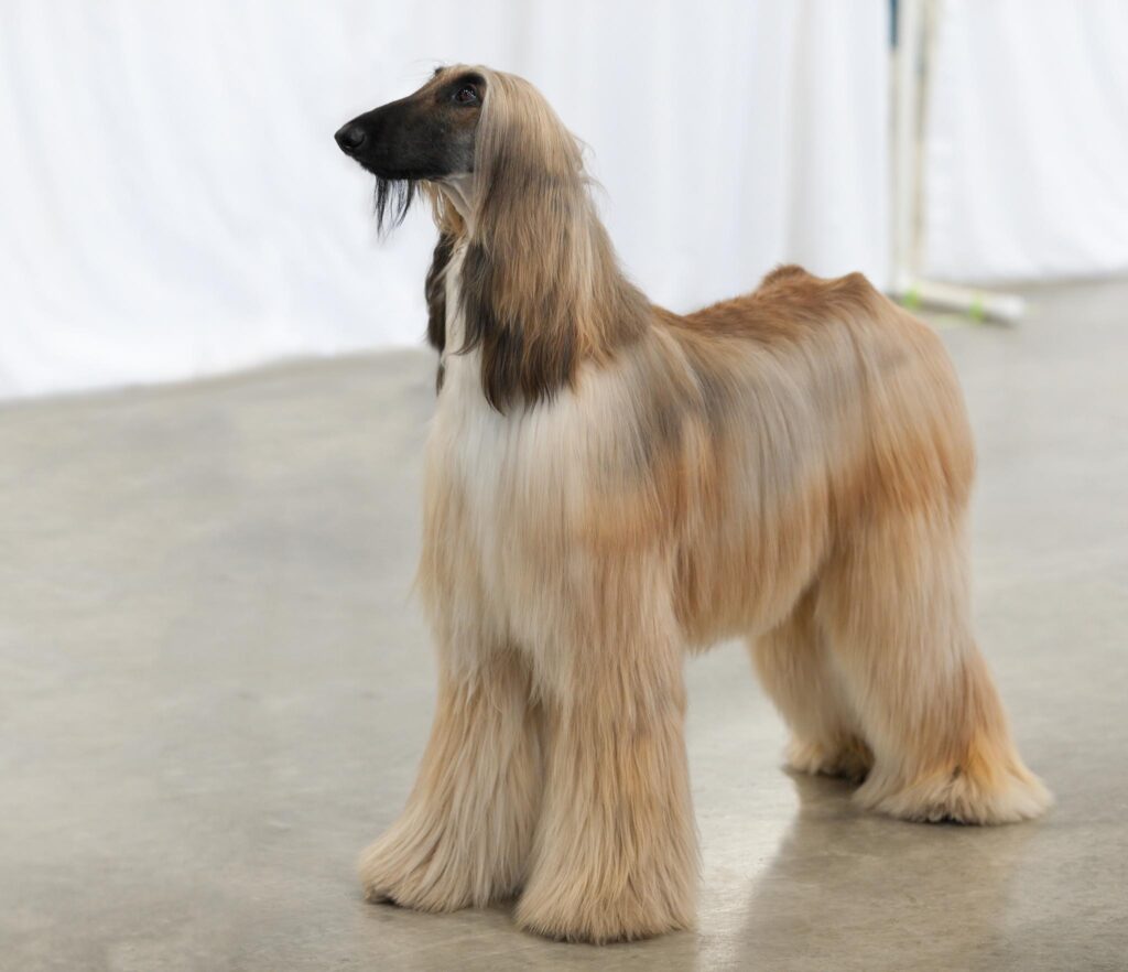 Afghan Hounds: Aloof and Elegant