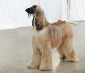Afghan Hounds: Aloof and Elegant